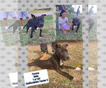 Small #3 American Staffordshire Terrier-Labrador Retriever Mix