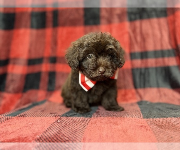 Medium Photo #3 ShihPoo Puppy For Sale in LAKELAND, FL, USA