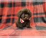 Bryant - Male ShihPoo Puppy for Sale - Photo #3