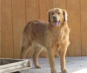 Father of the Golden Retriever puppies born on 01/27/2023