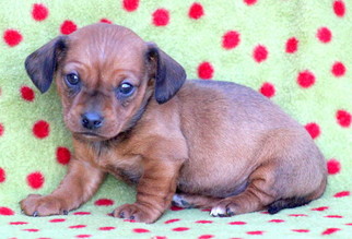 Dachshund Puppy for sale in MOUNT JOY, PA, USA