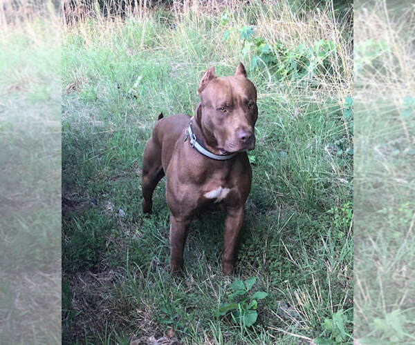 Medium Photo #1 American Pit Bull Terrier Puppy For Sale in ROXBORO, NC, USA