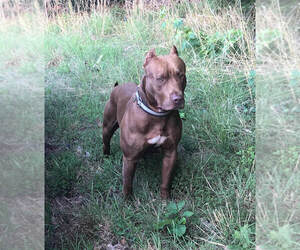 Father of the American Pit Bull Terrier puppies born on 09/16/2026