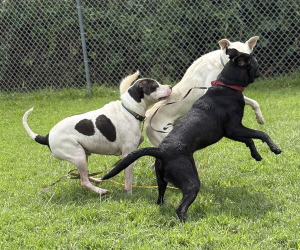 Medium Photo #9 Labrador Retriever-Unknown Mix Puppy For Sale in Virginia Beach, VA, USA