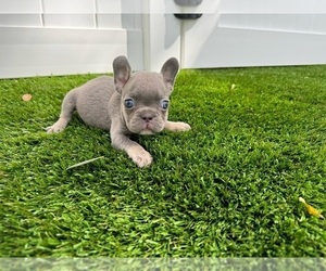 French Bulldog Puppy for sale in CORAL SPRINGS, FL, USA
