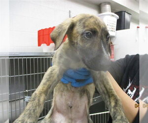 Mutt Dogs for adoption in Oklahoma City, OK, USA