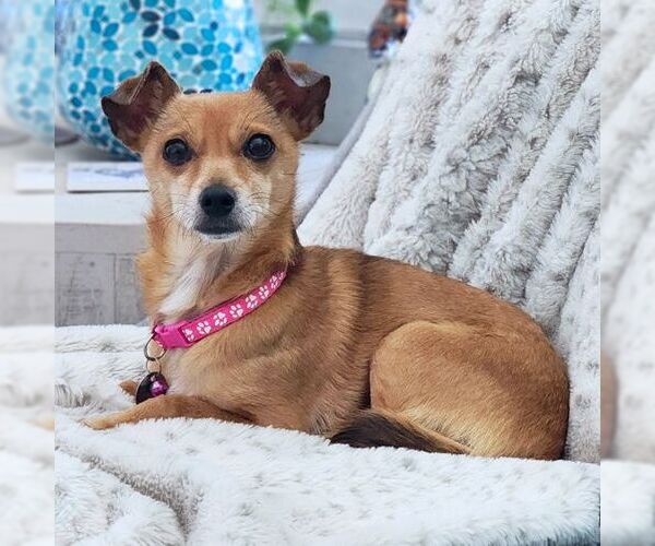 Medium Photo #6 Chihuahua Puppy For Sale in Tustin, CA, USA