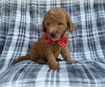 Small #5 Goldendoodle (Miniature)