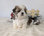 Small Photo #55 Shih Tzu Puppy For Sale in GOSHEN, IN, USA