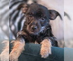 Small #2 Dachshund-Miniature Schnauzer Mix