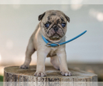 Small #2 Pug