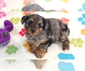 Yorkipoo Puppy for sale in ORO VALLEY, AZ, USA