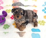 Image preview for Ad Listing. Nickname: Rocky