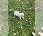 Small #2 Alaskan Klee Kai-Pomeranian Mix