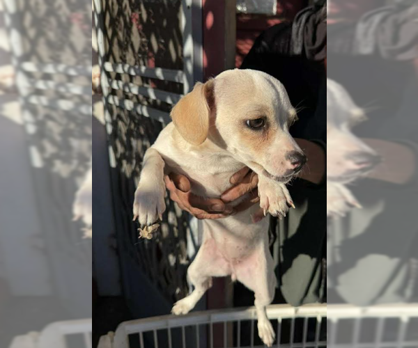 Medium Photo #1 Chihuahua-Unknown Mix Puppy For Sale in Cranston, RI, USA