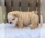 Small Photo #2 Bulldog Puppy For Sale in PROVIDENCE, RI, USA