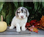 Small #1 Labradoodle