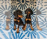 Puppy 4 Yellow Doberman Pinscher
