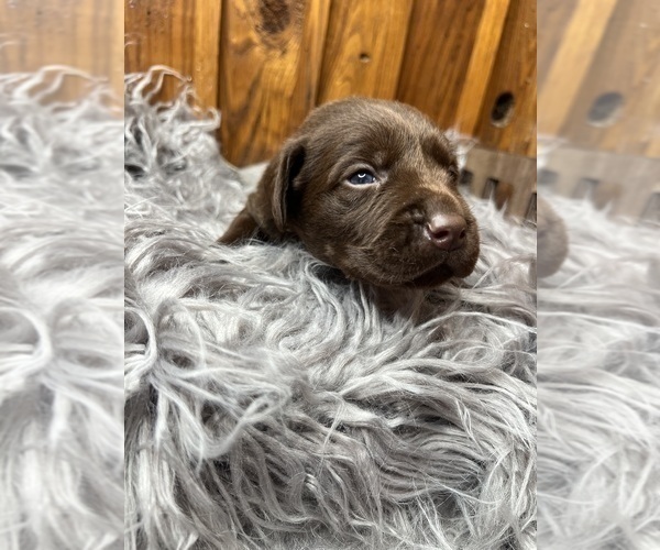 Medium Photo #13 Labrador Retriever Puppy For Sale in NEOLA, WV, USA