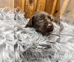 Small #12 Labrador Retriever