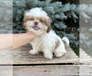 Shih Tzu Puppy for sale in MIDDLEBURY, IN, USA