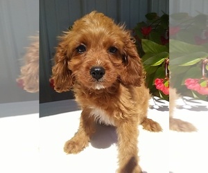 Cavapoo Puppy for sale in FREDERICKSBURG, OH, USA