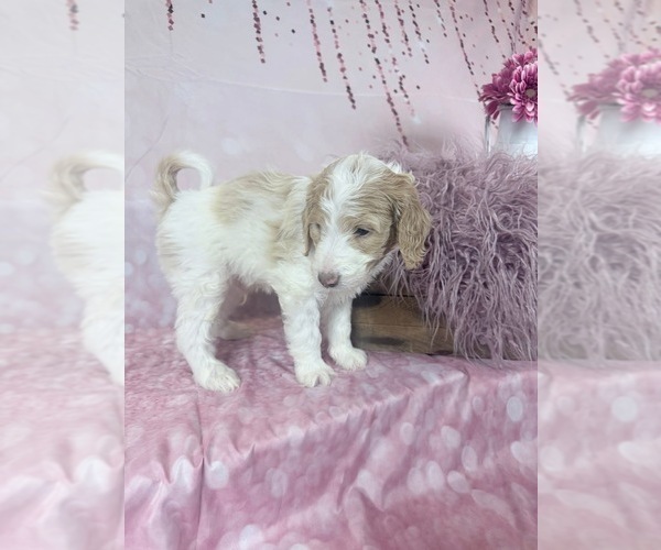 Medium Photo #79 Aussie-Poo-Goldendoodle Mix Puppy For Sale in COMMERCE, MI, USA