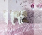 Small Photo #79 Aussie-Poo-Goldendoodle Mix Puppy For Sale in COMMERCE, MI, USA