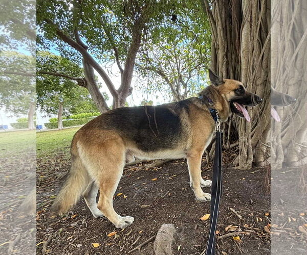 Medium Photo #6 German Shepherd Dog Puppy For Sale in Plantation, FL, USA