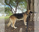 Small #5 German Shepherd Dog