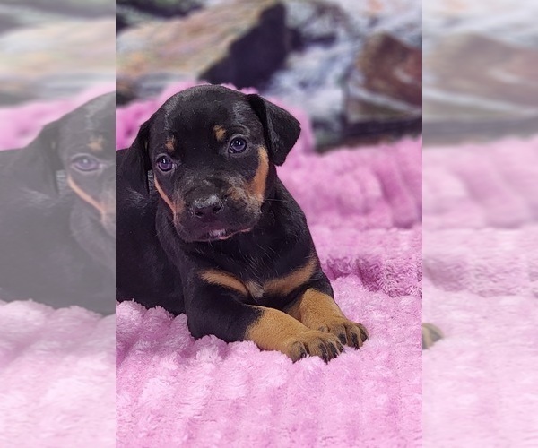 Medium Photo #1 Catahoula Leopard Dog Puppy For Sale in CUMBY, TX, USA