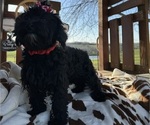 Small Photo #9 Maltipoo Puppy For Sale in LANCASTER, MO, USA