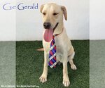 Small Labrador Retriever Mix