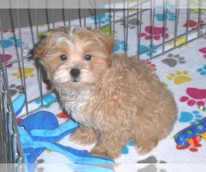 Maltese-Poodle (Toy) Mix Puppy for sale in ORO VALLEY, AZ, USA