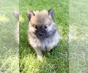 Pomeranian Puppy for sale in FAIR HAVEN, MI, USA