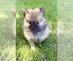 Small Pomeranian