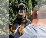 Small Photo #23 Doberman Pinscher Puppy For Sale in WHEELING, IL, USA