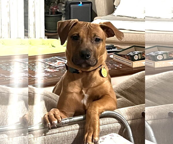 Medium Photo #2 Labrador Retriever-Staffordshire Bull Terrier Mix Puppy For Sale in Bellevue, WA, USA