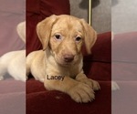 Small #10 Labrador Retriever