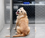 Small Norfolk Terrier Mix