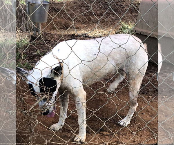 Medium Photo #2 Colonial Cocker Spaniel-Unknown Mix Puppy For Sale in Slidell, LA, USA