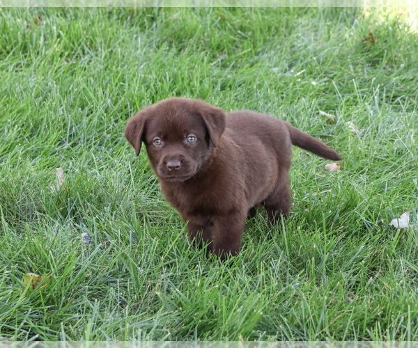 Medium Photo #4 Labrador Retriever Puppy For Sale in SYRACUSE, IN, USA