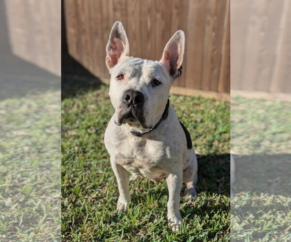 Medium Photo #2 Mutt Puppy For Sale in Rowlett, TX, USA