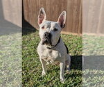 Small #1 Mutt
