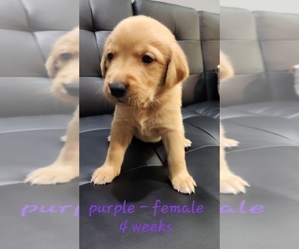 Medium Photo #1 Golden Labrador Puppy For Sale in HAYWARD, WI, USA