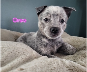 Medium Australian Cattle Dog