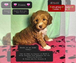 Poovanese Puppy for sale in TUCSON, AZ, USA