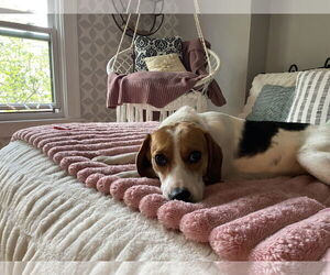 Beagle-Unknown Mix Dogs for adoption in Plainfield, IL, USA
