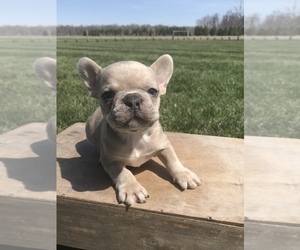 French Bulldog Dog for Adoption in GOSHEN, Indiana USA