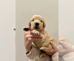 Golden Retriever Puppy for sale in CLARKSVILLE, TN, USA